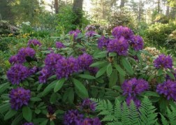 Rhododendron Marcel Menard / Örökzöld azálea